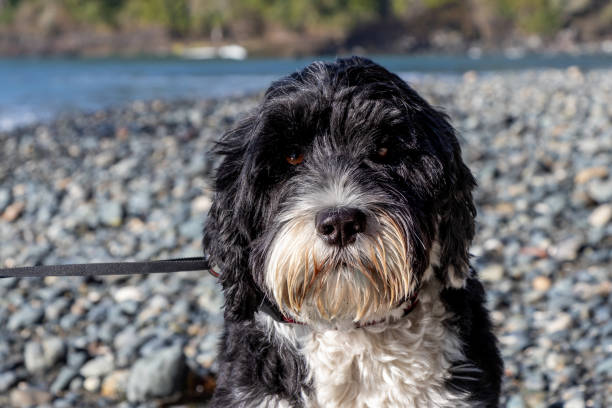 istock Portuguese Water dog on leash at beach 1301660939