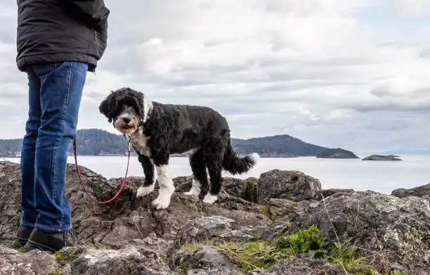 Portuguese Water Dog standing beside a man on a cliff overlooking the Pacific Ocean in British Columbia, Canada