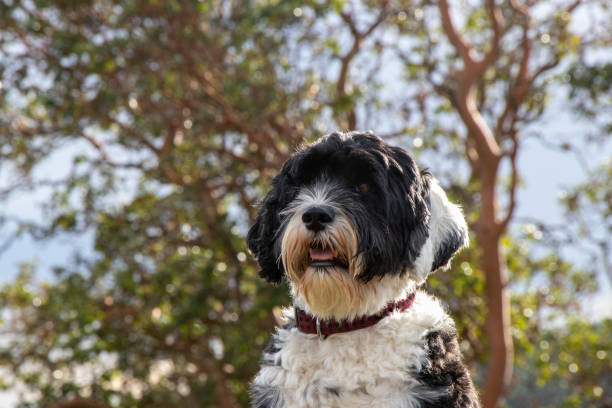istock Portuguese water dog 1301661331
