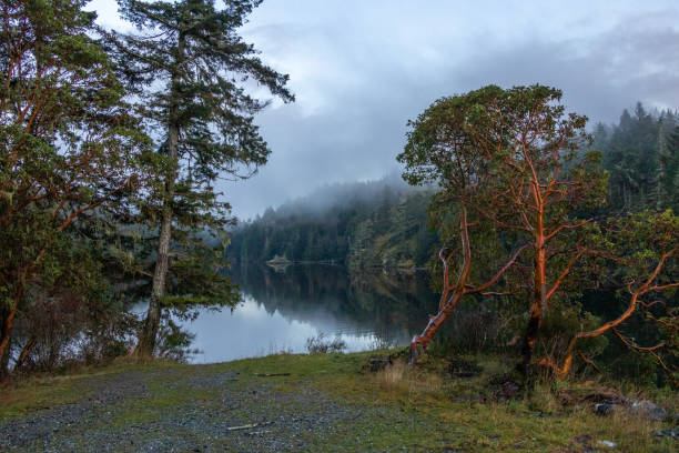 misty morning on a lake in the forest on Vancouver Island, British Columbia, Canada