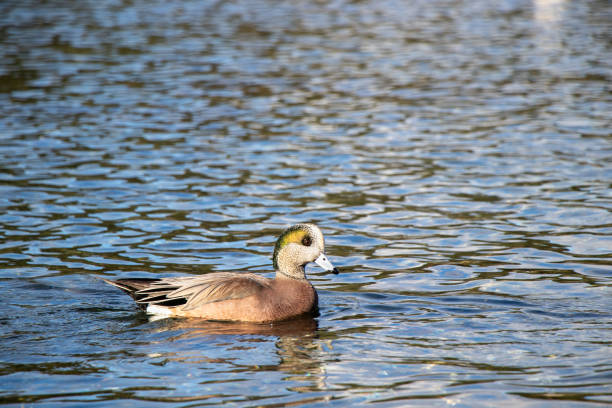 istock Duck at Esquilmalt Lagoon Migratory Bird Sanctuary 1301661423