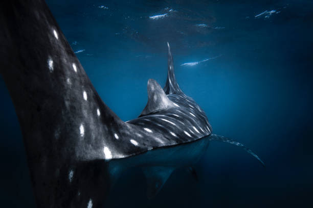 istock Swimming behind a whale shark 1301662006