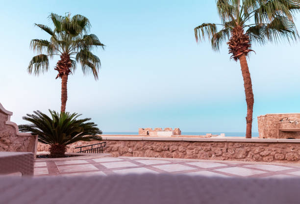 view from the hotel to the palm tree and the sea