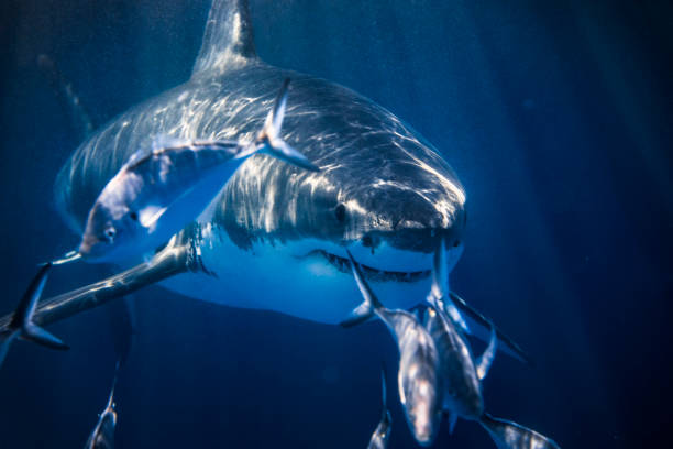 istock Great White Shark lurking beneath the surface with sun rays 1301662149