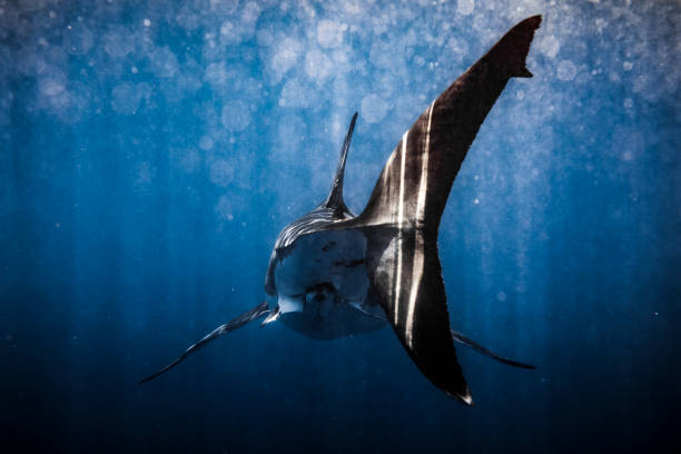 istock Great White Shark swimming beneath the surface with sun rays and bokeh 1301662234
