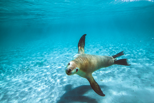 Australian fur seal or sea lion swimming through clear shallow water over sand ocean floor