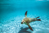 Australian fur seal or sea lion swimming through clear shallow water