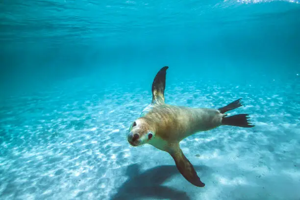 Photo of Australian fur seal or sea lion swimming through clear shallow water
