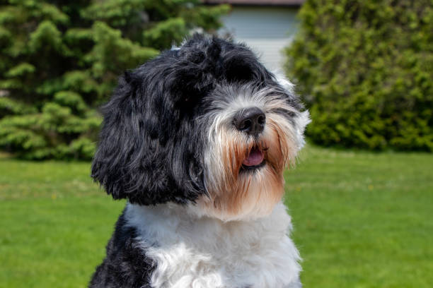 istock Portuguese Water Dog 1301663193