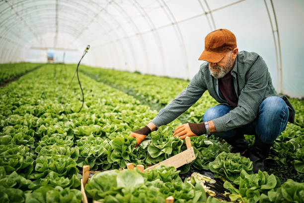 My small business Senior men working on farm greenhouse stock pictures, royalty-free photos & images