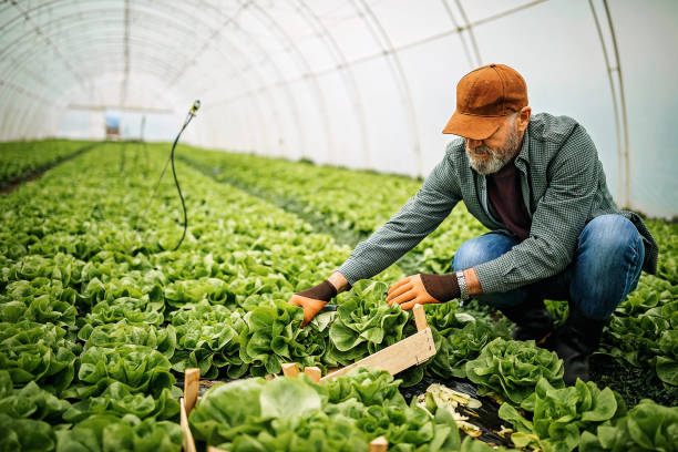 My small business Senior men working on farm greenhouse stock pictures, royalty-free photos & images