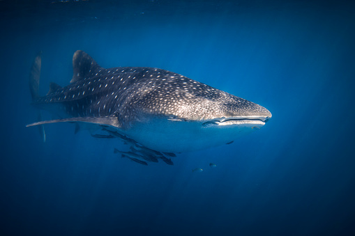 Whale Shark swimming in clear blue ocean with remora fish