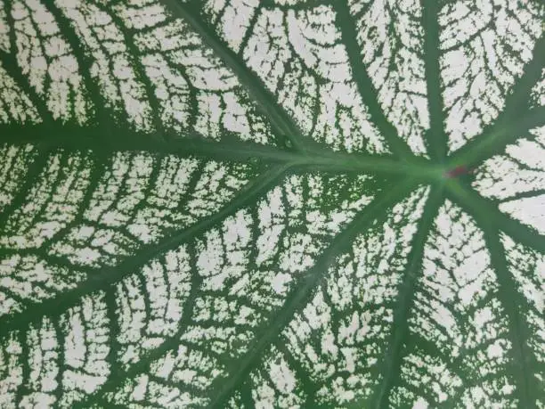 leaf internodes