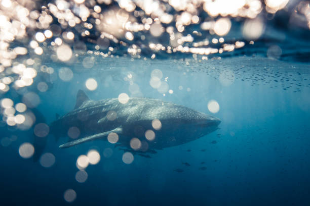 istock Whale Shark swimming in clear blue ocean with bokeh and surface activity 1301663450