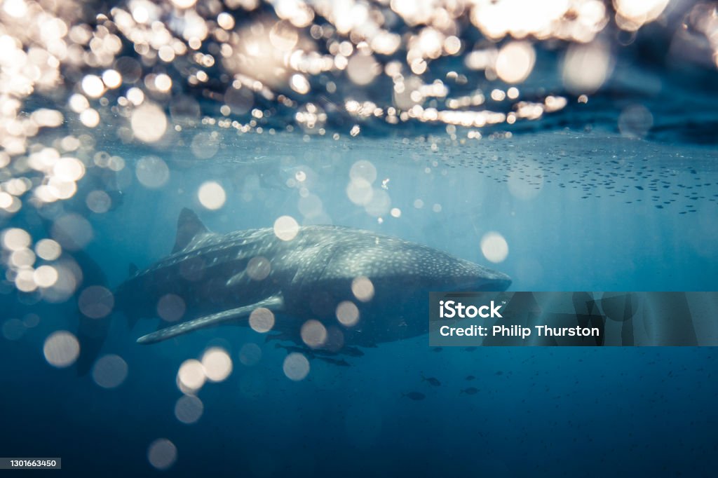 Whale Shark swimming in clear blue ocean with bokeh and surface activity Ningaloo Reef Stock Photo