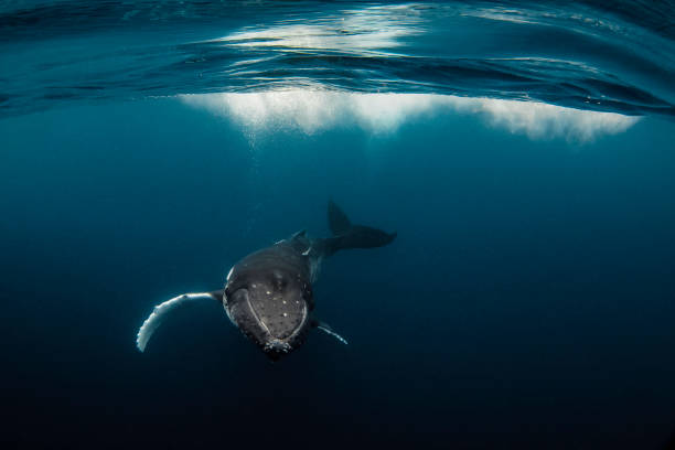 istock Humpback whale swimming in clear blue ocean below the surface 1301663470