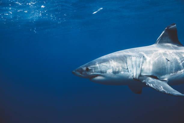 close up of great white shark swimming beneath the surface - under the surface imagens e fotografias de stock