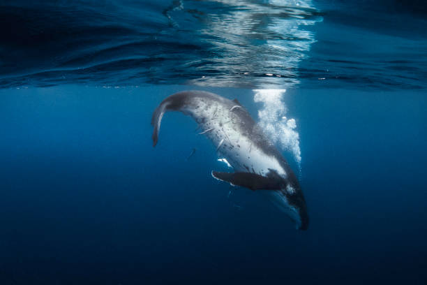 istock Humpback whale calf swimming in clear blue ocean below the surface blowing bubbles 1301664079