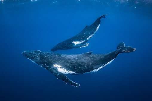 Ballena jorobada madre y ternero nadando en el océano azul claro photo