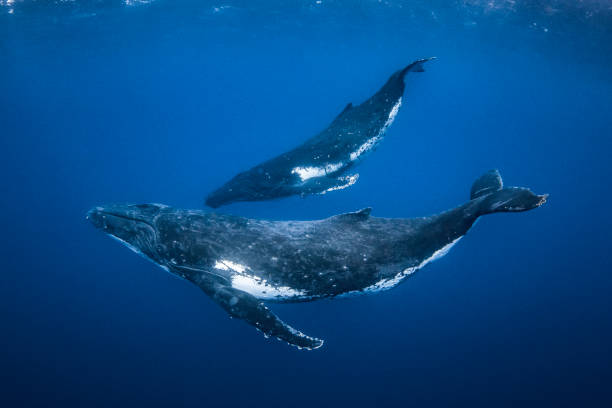 mère de baleine à bosse et natation de veau dans l’océan bleu clair - whale photos et images de collection