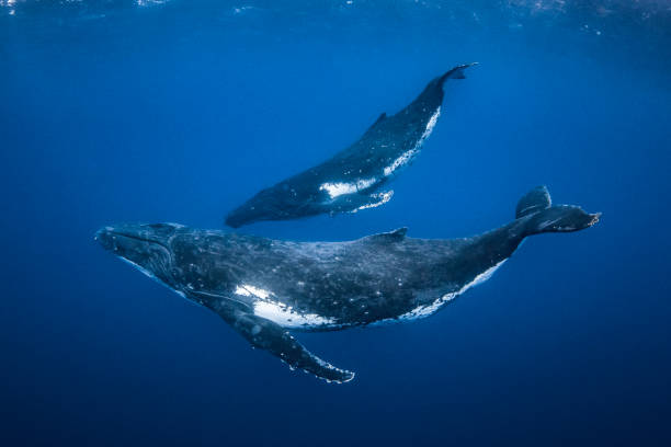 Humpback whale mother and calf swimming in clear blue ocean Humpback whale mother and calf swimming in clear blue ocean calf photos stock pictures, royalty-free photos & images