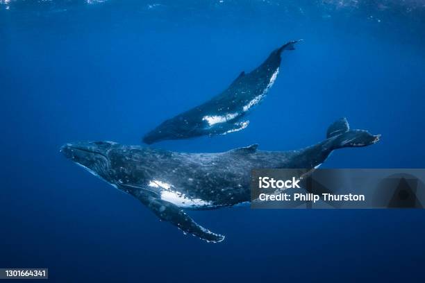 Humpback Whale Mother And Calf Swimming In Clear Blue Ocean Stock Photo - Download Image Now