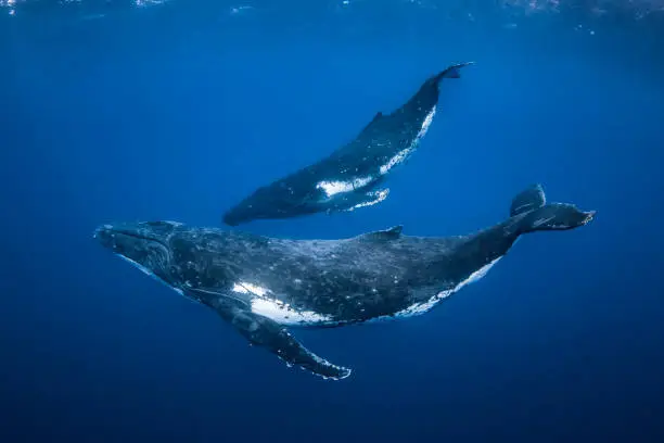 Humpback whale mother and calf swimming in clear blue ocean
