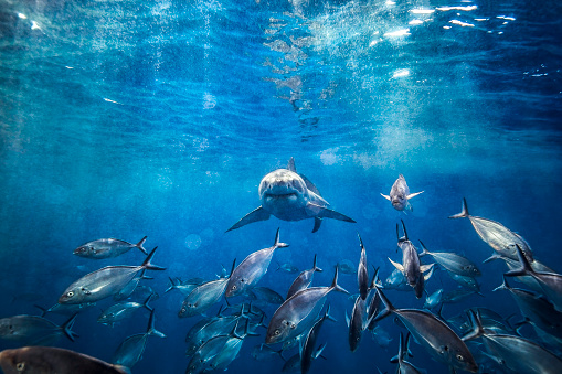 Great White Shark swimming beneath the surface with sun rays and school of fish in foreground