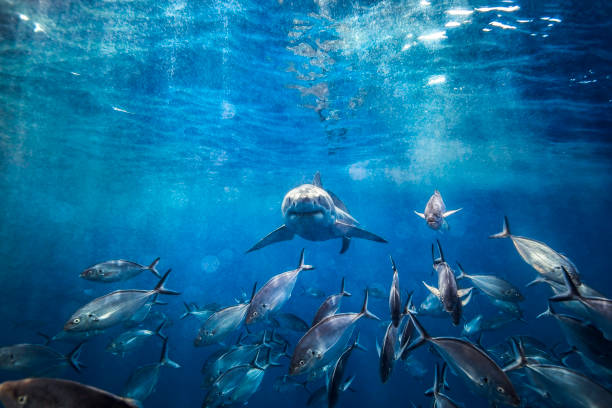 Great White Shark swimming beneath the surface with sun rays and school of fish in foreground Great White Shark swimming beneath the surface with sun rays and school of fish in foreground school of fish stock pictures, royalty-free photos & images