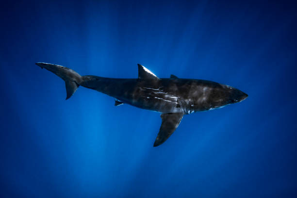 istock Great White Shark swimming directly below in light rays 1301665034