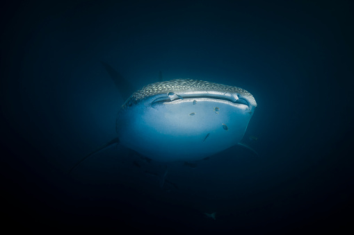Close up of Whale Shark swimming up from the deep blue ocean