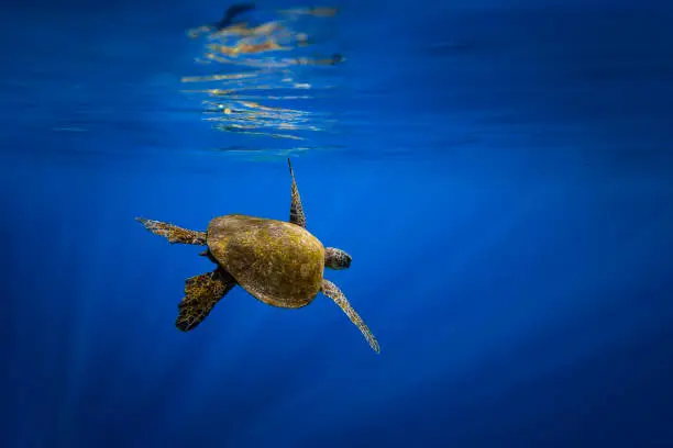 Photo of Green sea turtle swimming through clear blue ocean with warm sun rays