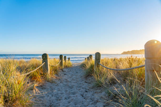 Track between bollards and dunes leading to beach Track between bollards and grassy dunes leading to beach at Mount maunganui Mainbeach New Zealand. tauranga new zealand stock pictures, royalty-free photos & images