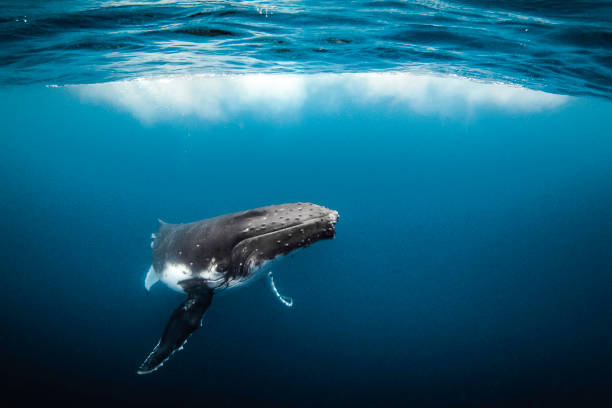 istock Humpback whale swimming in clear blue ocean 1301665394