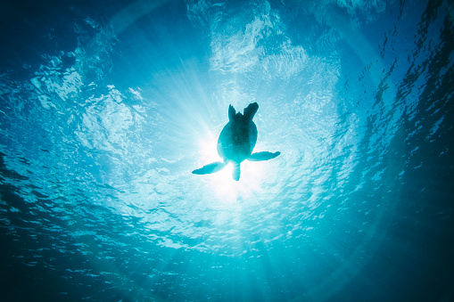 Turtle swimming through clear blue ocean in silhouette by sun