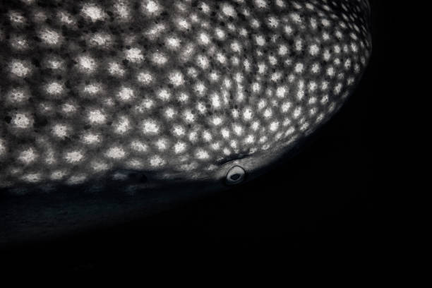 istock Close up of Whale Shark spotted skin pattern and eye 1301665501