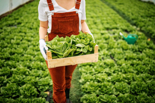 ma petite entreprise - food safety photos et images de collection