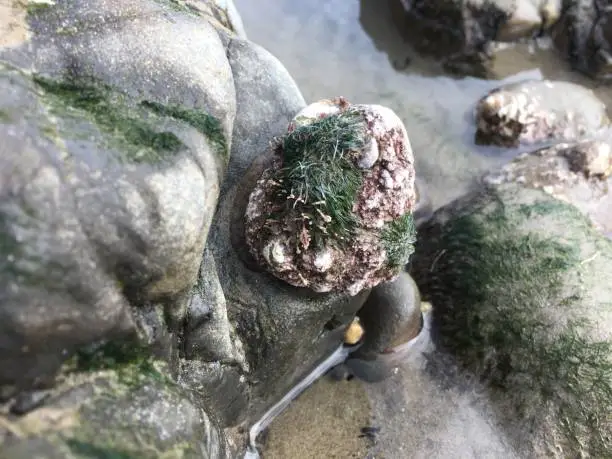 Seasnail at the tide pool with greenery growing on its shell