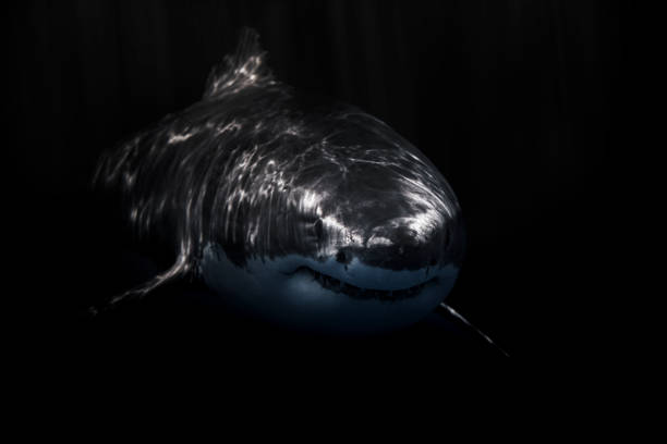 istock Great White Shark swimming beneath the surface black and white high contrast 1301666080