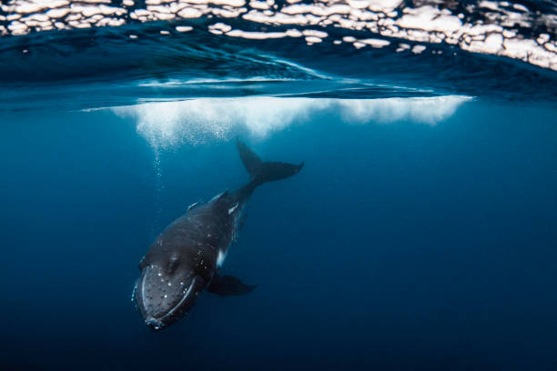 istock Humpback whale playfully swimming in clear blue ocean 1301666099