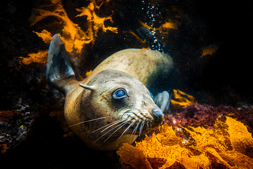 Cute Australian fur seal or sea lion resting in seaweed