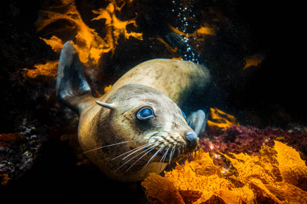 Cute Australian fur seal or sea lion resting in seaweed Cute Australian fur seal or sea lion resting in seaweed seal pup stock pictures, royalty-free photos & images