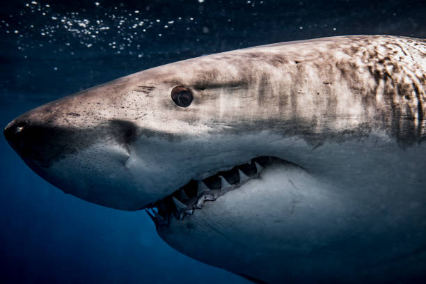 Close up of Great White Shark face and mouth swimming beneath the surface Close up of Great White Shark face and mouth swimming beneath the surface great white shark stock pictures, royalty-free photos & images