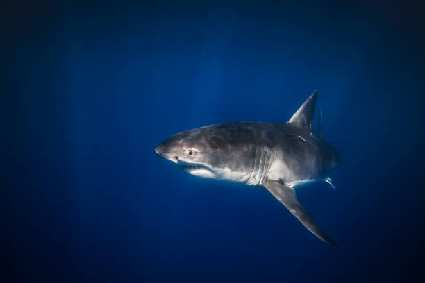 istock Great White Shark swimming beneath the surface in dark blue ocean 1301666226