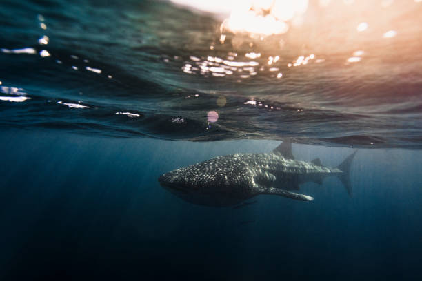 Whale Shark swimming in clear blue ocean with bokeh and surface activity