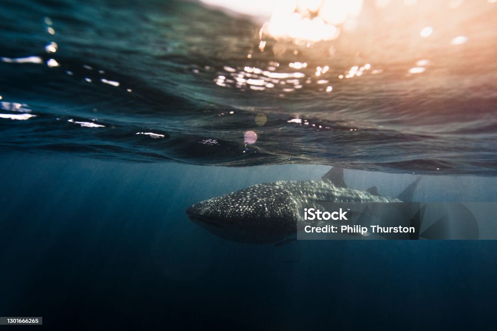 Whale Shark swimming in clear blue ocean with bokeh and surface activity Whale Shark Stock Photo