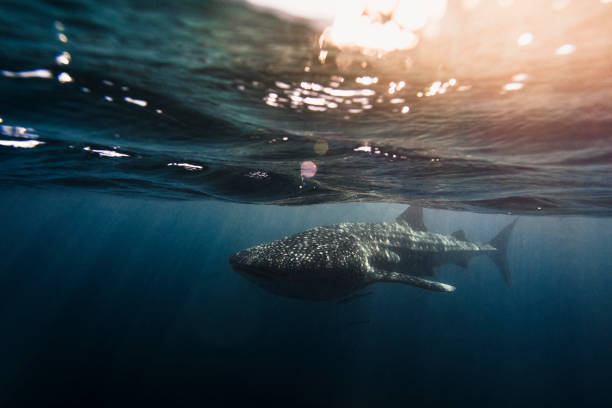 Whale Shark swimming in clear blue ocean with bokeh and surface activity Whale Shark swimming in clear blue ocean with bokeh and surface activity ningaloo reef stock pictures, royalty-free photos & images