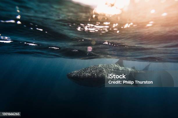 Whale Shark Swimming In Clear Blue Ocean With Bokeh And Surface Activity Stock Photo - Download Image Now