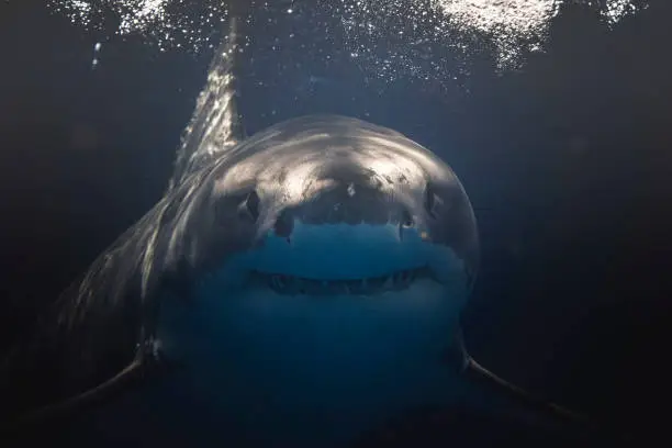 Photo of Close up of Great White Shark face and mouth swimming beneath the surface