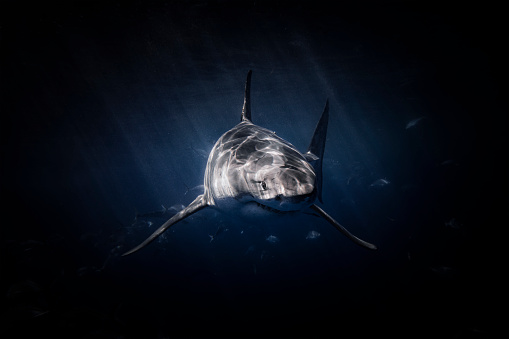 Great White Shark lurking beneath the surface in dark water